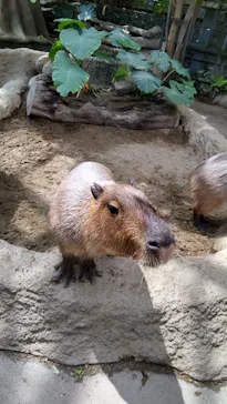 神戸どうぶつ王国に投稿された画像（2022/3/28）