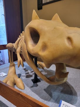 国立科学博物館　特別企画展「ポケモン化石博物館」に投稿された画像（2022/3/28）
