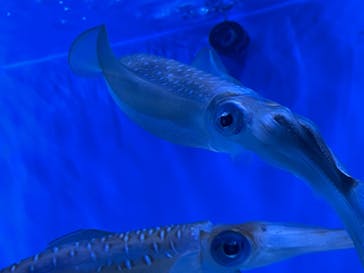 サンシャイン水族館に投稿された画像（2022/3/28）