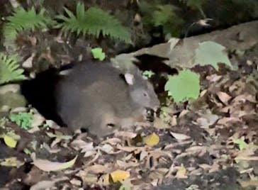 マングローブ茶屋に投稿された画像（2022/3/28）