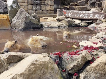 伊豆シャボテン動物公園に投稿された画像（2022/3/28）