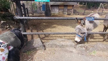 伊豆シャボテン動物公園に投稿された画像（2022/3/28）