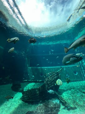 箱根園水族館に投稿された画像（2022/3/29）