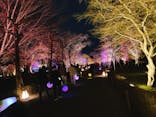 NAKED FLOWERS 2022 -桜- 世界遺産・二条城に投稿された画像（2022/3/29）