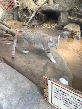 神戸どうぶつ王国に投稿された画像（2022/3/29）