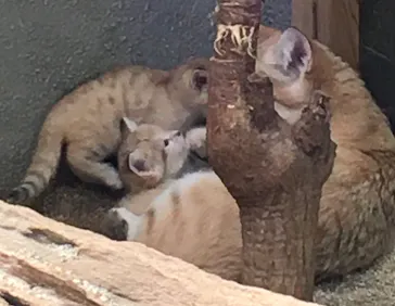 神戸どうぶつ王国に投稿された画像（2022/3/29）