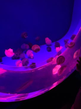 アクアワールド茨城県大洗水族館に投稿された画像（2022/3/29）