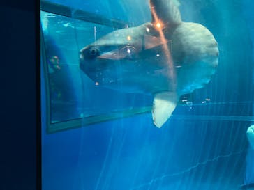 アクアワールド茨城県大洗水族館に投稿された画像（2022/3/29）