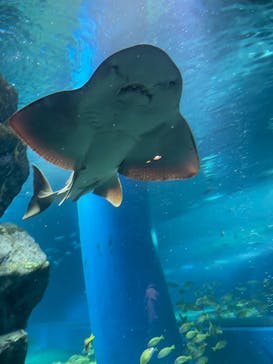 マクセル アクアパーク品川に投稿された画像（2022/3/29）