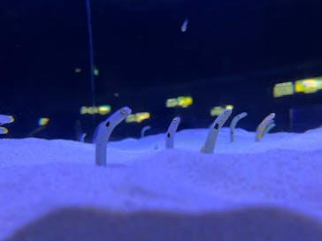 マリンワールド海の中道に投稿された画像（2022/3/29）