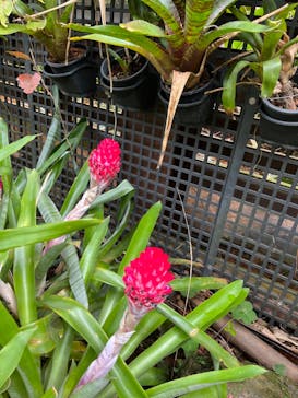 ナゴパイナップルパークに投稿された画像（2022/3/29）