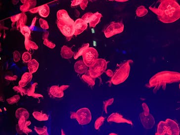 名古屋港水族館に投稿された画像（2022/3/29）