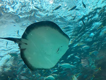 名古屋港水族館に投稿された画像（2022/3/29）