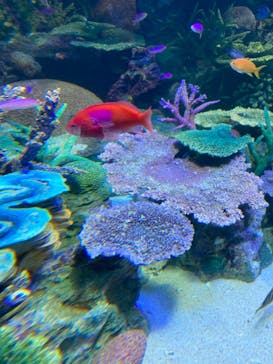 サンシャイン水族館に投稿された画像（2022/3/29）