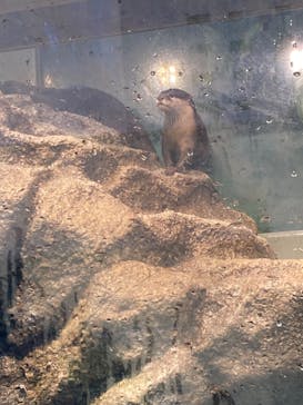 サンシャイン水族館に投稿された画像（2022/3/29）