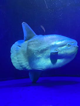 サンシャイン水族館に投稿された画像（2022/3/29）