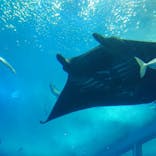 沖縄美ら海水族館に投稿された画像（2022/3/29）