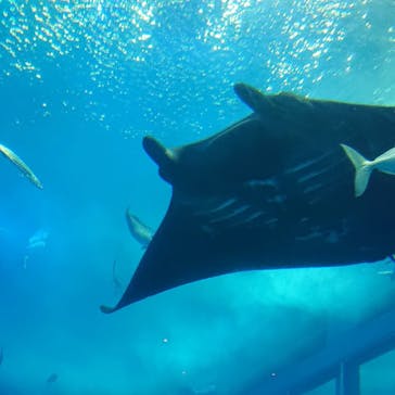 沖縄美ら海水族館に投稿された画像（2022/3/29）