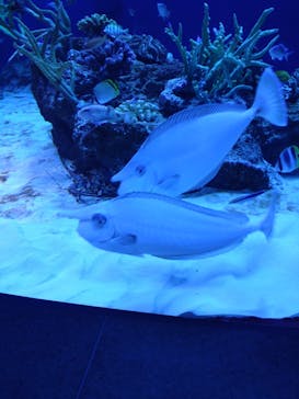 新江ノ島水族館に投稿された画像（2022/3/29）