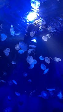 サンシャイン水族館に投稿された画像（2022/3/29）