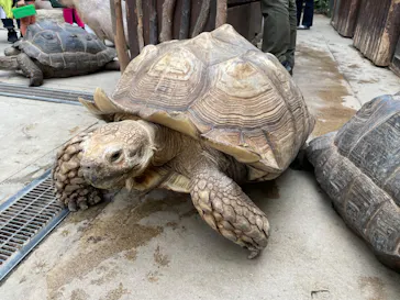 神戸どうぶつ王国に投稿された画像（2022/3/29）