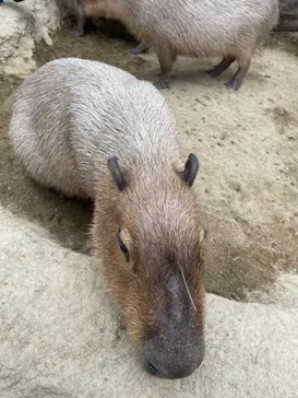 神戸どうぶつ王国に投稿された画像（2022/3/29）