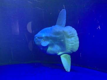 サンシャイン水族館に投稿された画像（2022/3/29）