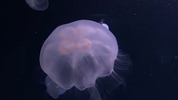 サンシャイン水族館に投稿された画像（2022/3/29）