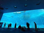 沖縄美ら海水族館に投稿された画像（2022/3/29）