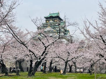 大阪城公園 西の丸庭園に投稿された画像（2022/3/29）