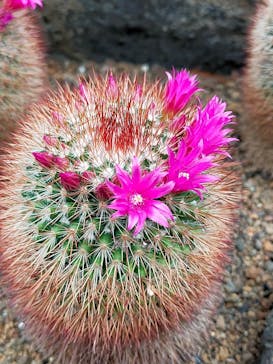 伊豆シャボテン動物公園に投稿された画像（2022/3/29）