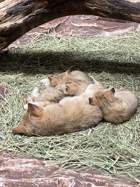 那須どうぶつ王国に投稿された画像（2022/3/29）