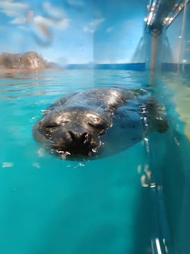 しながわ水族館に投稿された画像（2022/3/29）