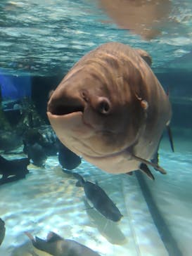 しながわ水族館に投稿された画像（2022/3/29）