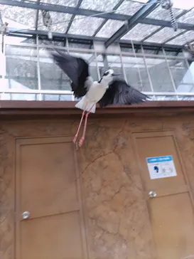 神戸どうぶつ王国に投稿された画像（2022/3/29）