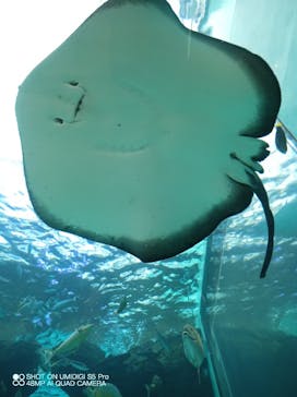 名古屋港水族館に投稿された画像（2022/3/29）