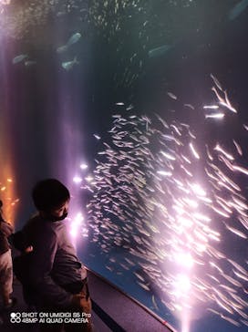 名古屋港水族館に投稿された画像（2022/3/29）