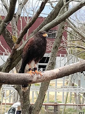 しろとり動物園に投稿された画像（2022/3/29）