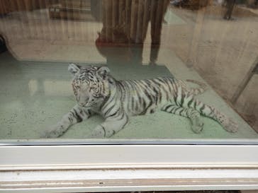 しろとり動物園に投稿された画像（2022/3/29）