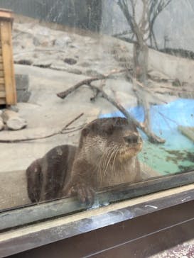 しろとり動物園に投稿された画像（2022/3/29）