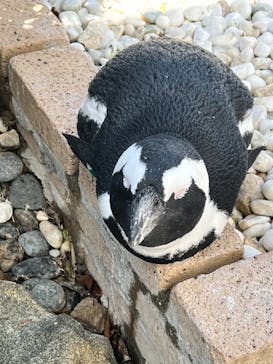 マリンワールド海の中道に投稿された画像（2022/3/29）