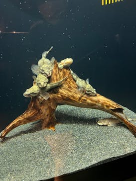 マリンワールド海の中道に投稿された画像（2022/3/29）