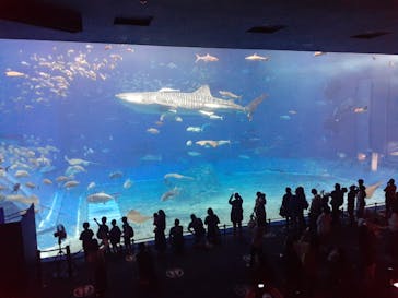 沖縄美ら海水族館に投稿された画像（2022/3/29）