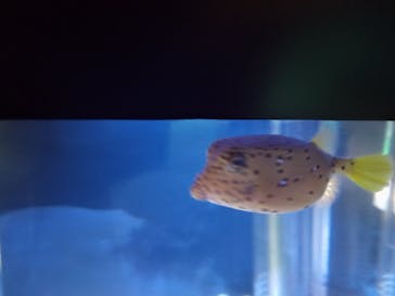 環境水族館アクアマリンふくしまに投稿された画像（2022/3/29）