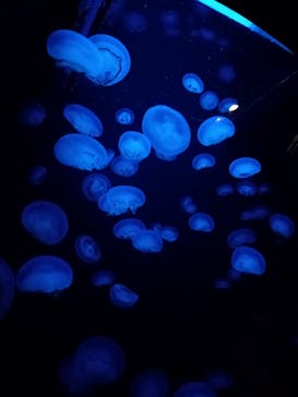 環境水族館アクアマリンふくしまに投稿された画像（2022/3/29）