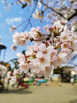 千葉こどもの国 キッズダムに投稿された画像（2022/3/29）