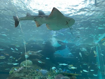 名古屋港水族館に投稿された画像（2022/3/29）