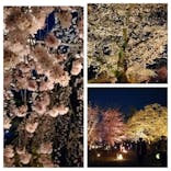 NAKED FLOWERS 2022 -桜- 世界遺産・二条城に投稿された画像（2022/3/30）