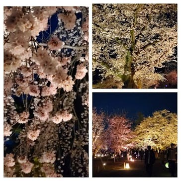 NAKED FLOWERS 2022 -桜- 世界遺産・二条城に投稿された画像（2022/3/30）