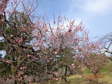 元離宮二条城に投稿された画像（2022/3/30）